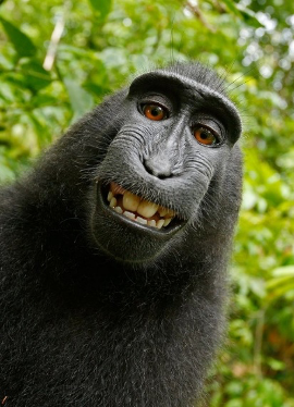 Original self-portrait by a monkey using an unattended camera